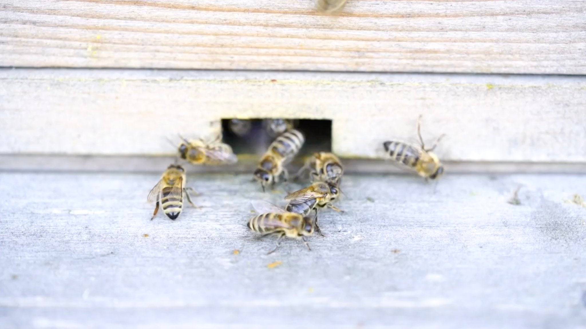 https://capemayhoneyfarm.com/cdn/shop/t/2/assets/banner.jpg?v=97779296185762781641539788990